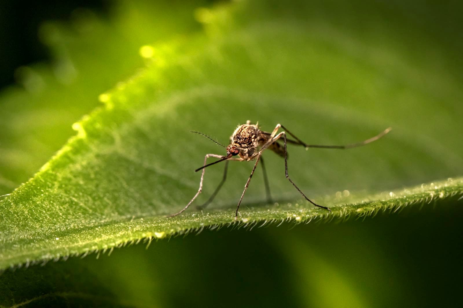 A mosquito resting on a green leaf