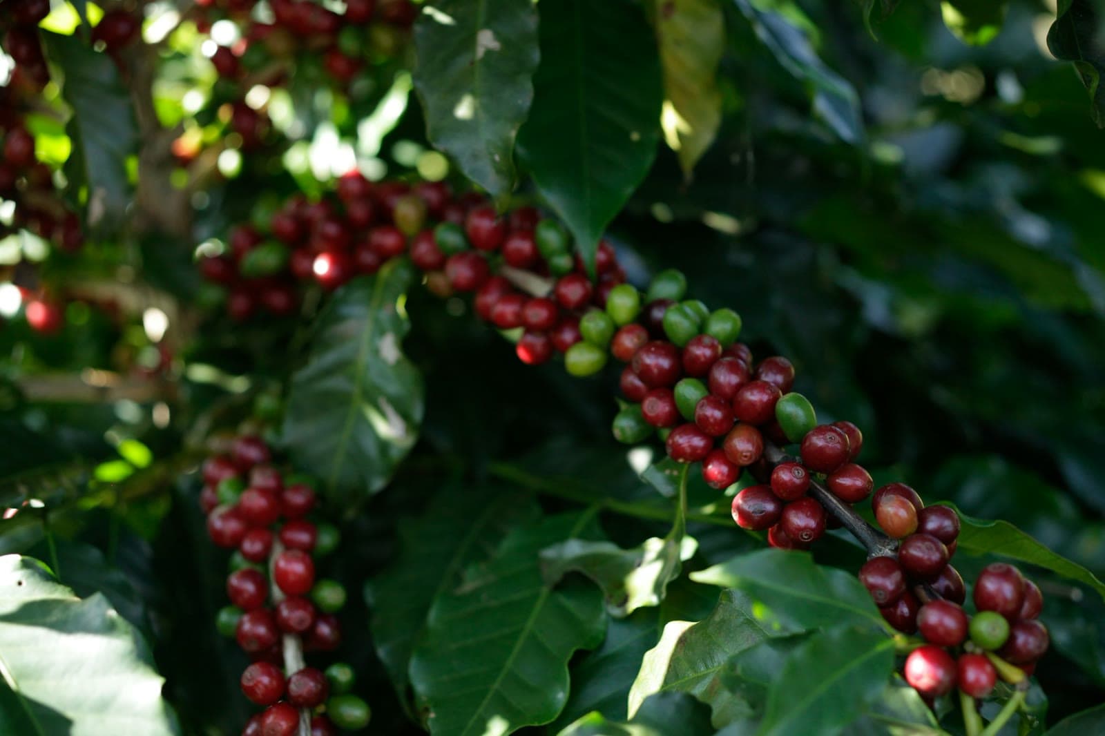 Ripe coffee cherries growing on the branch