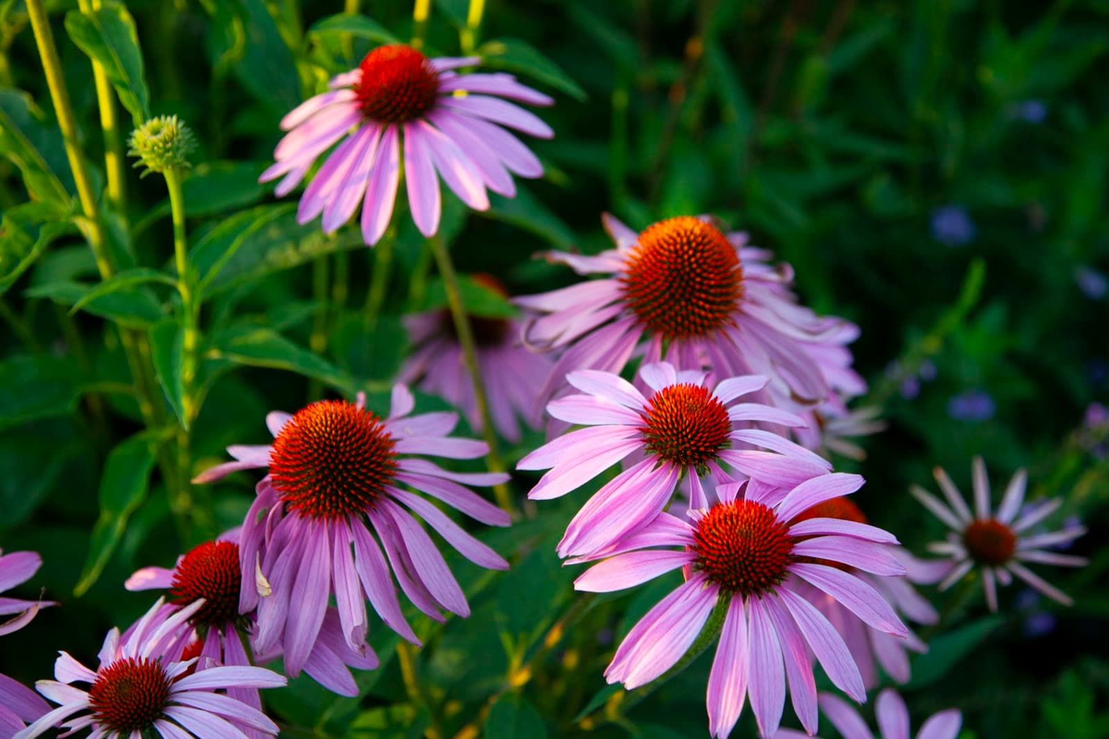 Echinacea (purple coneflower) in flower