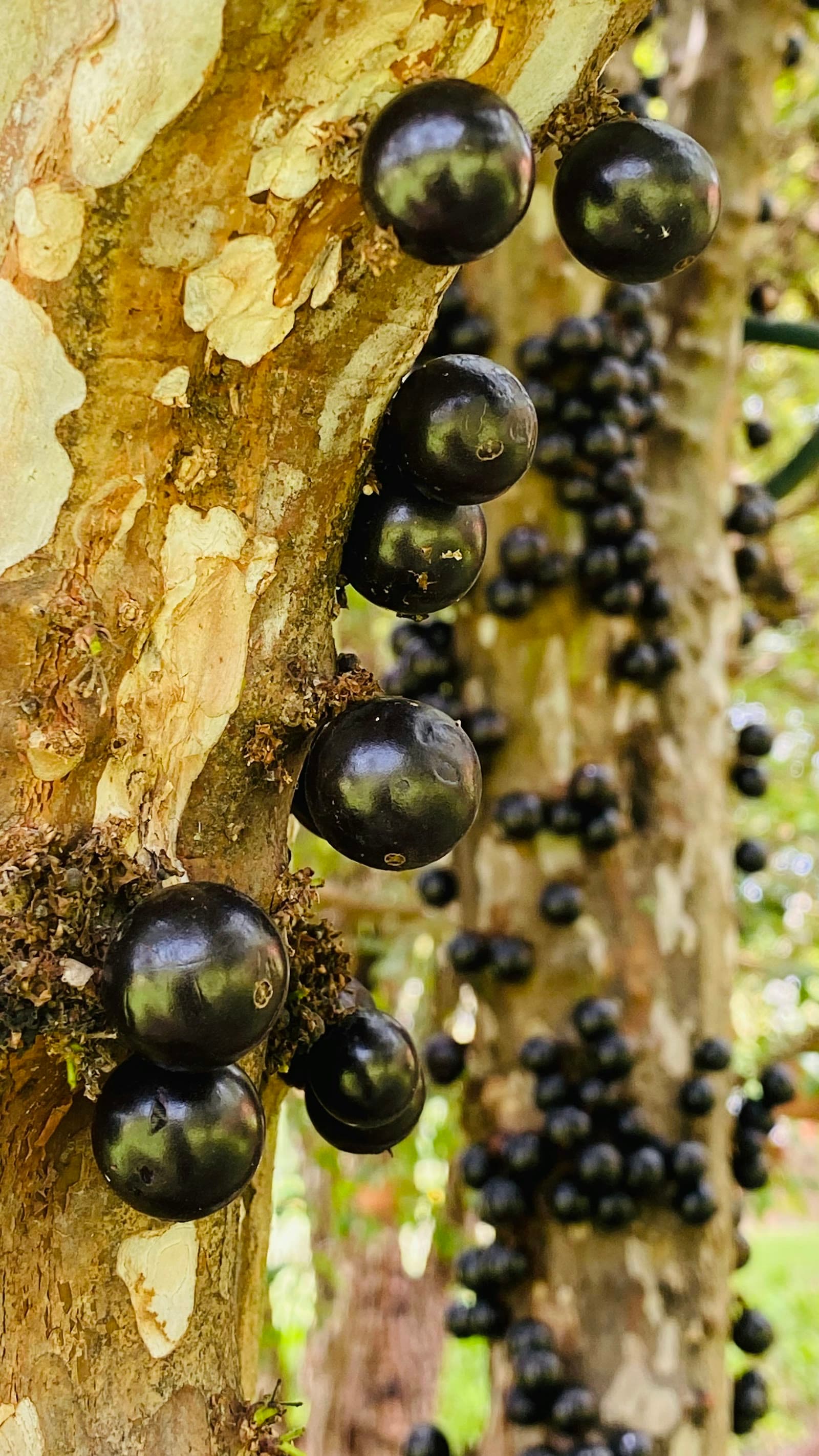 Jaboticaba berries growing on the trunk of the tree