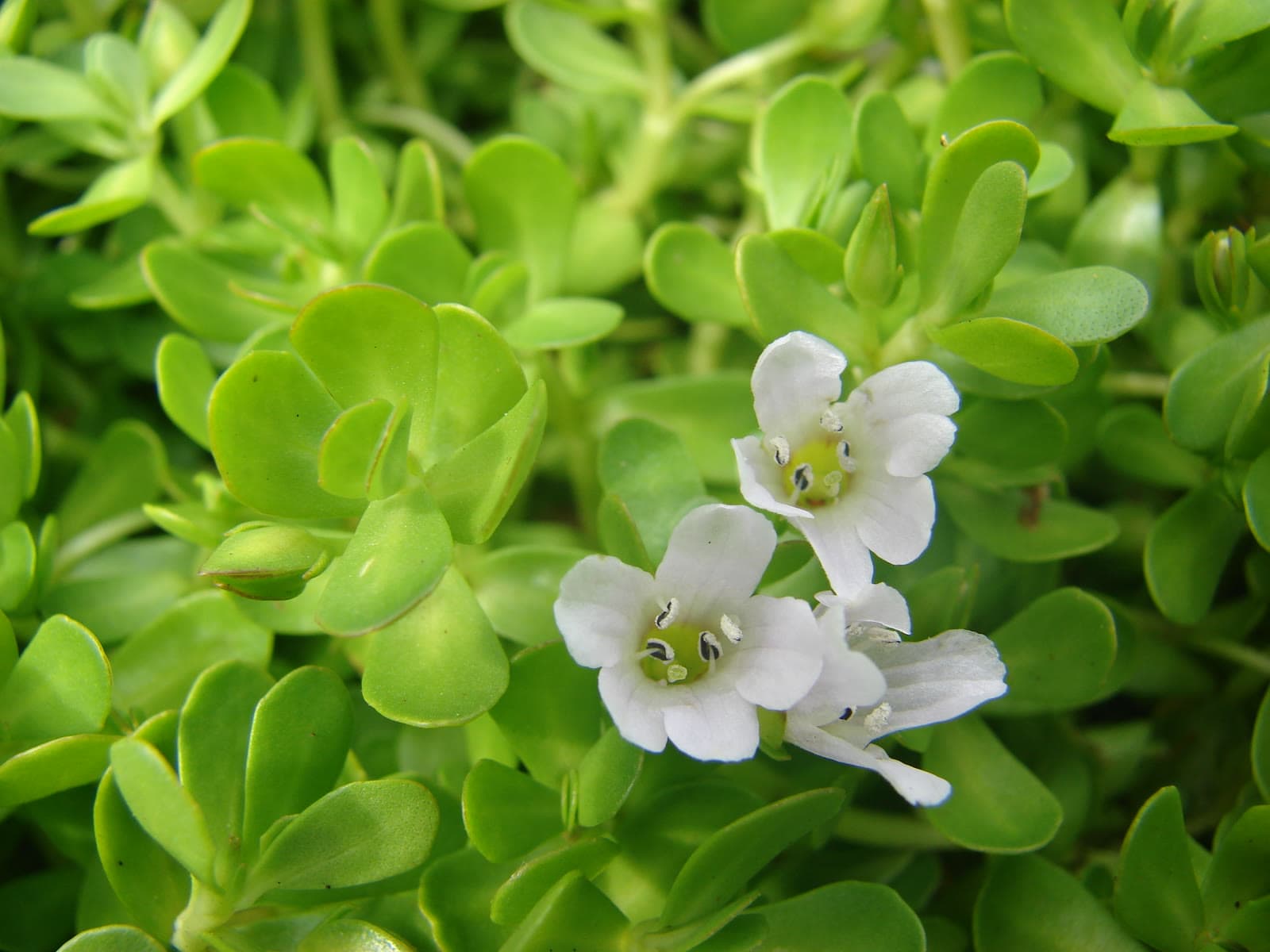 Bacopa monnieri (Brahmi) in flower, with its small white flowers and fleshy, rounded leaves